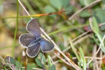 Modrásek stříbroskvrnný - Vacciniina optilete , Torfowisko pod Zielencem, 18.7.2013