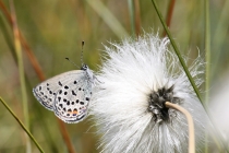 Modrásek stříbroskvrnný - Vacciniina optilete , Torfowisko pod Zielencem, 18.7.2013