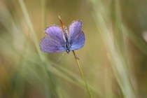 Modrásek stříbroskvrnný - Vacciniina optilete , Torfowisko pod Zielencem, 18.7.2013