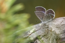 Modrásek stříbroskvrnný - Vacciniina optilete , Torfowisko pod Zielencem, 18.7.2013