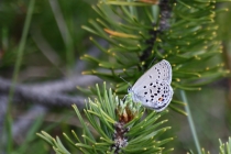 Modrásek stříbroskvrnný - Vacciniina optilete , Torfowisko pod Zielencem, 28.6.2010