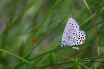 Modrásek stříbroskvrnný - Vacciniina optilete , Torfowisko pod Zielencem, 18.7.2013