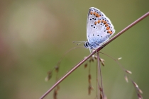 Modrásek tmavohnědý - Aricia agestis , Javoří hory, 13.8.2012 
