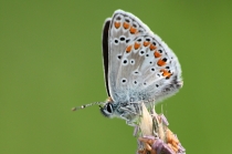 Modrásek tmavohnědý - Aricia agestis , Šeřeč, 20.5.2011 Modrásek tmavohnědý - Aricia agestis , Šeřeč, 20.5.2011 