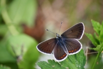 Modrásek tmavohnědý - Aricia agestis , Šeřeč, 20.5.2011 