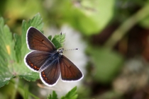 Modrásek tmavohnědý - Aricia agestis , Šeřeč, 20.5.2011 