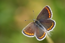 Modrásek tmavohnědý - Aricia agestis , Šeřeč, 20.5.2011 
