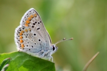 Modrásek tmavohnědý - Aricia agestis , Šeřeč, 20.5.2011 