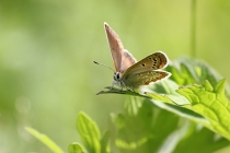 Modrásek tmavohnědý - Aricia agestis , Šeřeč, 24.7.2014