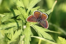 Modrásek tmavohnědý - Aricia agestis , Šeřeč, 25.7.2014