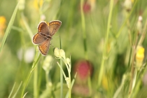 Modrásek tmavohnědý - Aricia agestis , Šeřeč, 25.7.2014 
