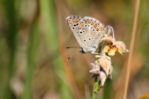 Modrásek tmavohnědý - Aricia agestis , Strabišov, 26.7.2013 