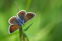 Modrásek tmavohnědý - Aricia agestis , Vysokov, 18.5.2015 