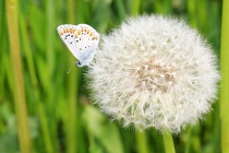 Modrásek tmavohnědý - Aricia agestis , Vysokov, 18.5.2015 