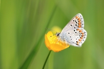 Modrásek tmavohnědý - Aricia agestis , Vysokov, 18.5.2015 