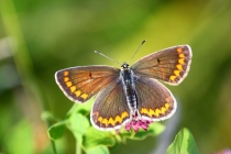 Modrásek tmavohnědý - Aricia agestis , Zájezd u České Skalice, 14.8.2012 
