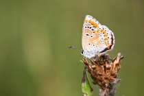 Modrásek tmavohnědý - Aricia agestis , Zájezd u České Skalice, 14.8.2012 
