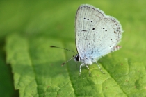 Modrásek tolicový - Cupido decoloratus , Brno- Lesná, 26.5.2012 