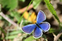 Modrásek tolicový - Cupido decoloratus , Brno- Lesná, 7.5.2012 