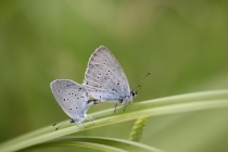 Modrásek tolicový - Cupido decoloratus , Slovensko- Spiš, 23.7.2011 