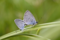 Modrásek tolicový - Cupido decoloratus , Slovensko- Spiš, 23.7.2011 