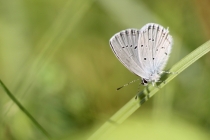 Modrásek tolicový - Cupido decoloratus , Strabišov, 26.7.2013
