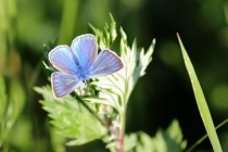 Modrásek ušlechtilý - Polyommatus amandus , Darnkow, 13.6.2014 