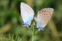 Modrásek ušlechtilý - Polyommatus amandus , Darnkow, 13.6.2014 