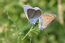 Modrásek ušlechtilý - Polyommatus amandus , Darnkow, 13.6.2014 