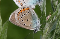 Modrásek ušlechtilý - Polyommatus amandus - samice, Orlické hory- U Žídků, 20.6.2012  
