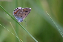 Modrásek ušlechtilý - Polyommatus amandus - samice, Orlické hory- U Žídků, 20.6.2012  