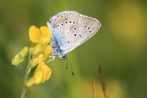 Modrásek ušlechtilý - Polyommatus amandus , Teplice nad Metují- Na zbořeništi, 23.6.2012 