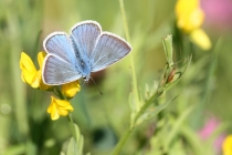 Modrásek ušlechtilý - Polyommatus amandus , Teplice nad Metují- Na zbořeništi, 23.6.2012 