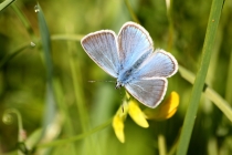 Modrásek ušlechtilý - Polyommatus amandus , Teplice nad Metují- Na zbořeništi, 23.6.2012 