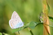 Modrásek ušlechtilý - Polyommatus amandus , Teplice nad Metují- Na zbořeništi, 23.6.2012 