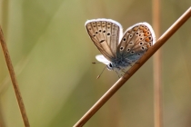 Modrásek ušlechtilý - Polyommatus amandus , Tlumaczów- lom, 9.8.2012 