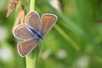 Modrásek ušlechtilý - Polyommatus amandus , Darnkow, 13.6.2014 