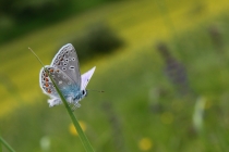 Modrásek vičencový - Polyommatus thersites , Strabišov, 23.5.2013
