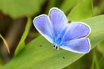 Modrásek vičencový - Polyommatus thersites , Strabišov, 23.5.2013