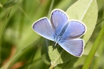 Modrásek vičencový - Polyommatus thersites , Strabišov, 23.5.2013