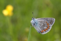 Modrásek vičencový - Polyommatus thersites , Strabišov, 26.5.2013