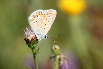 Modrásek vičencový - Polyommatus thersites , Strabišov, 26.7.2013