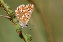 Modrásek vikvicový - Polyommatus coridon , Brod nad Labem, 5.8.2013