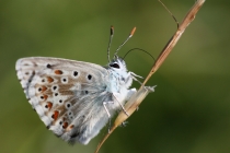 Modrásek vikvicový - Polyommatus coridon, Josefovské louky, 14.7.2012  