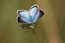 Modrásek vikvicový - Polyommatus coridon , Josefovské louky, 20.7.2013