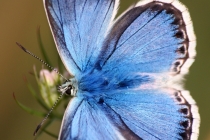 Modrásek vikvicový - Polyommatus coridon , Josefovské louky, 20.7.2011