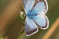 Modrásek vikvicový - Polyommatus coridon , Josefovské louky, 20.7.2011