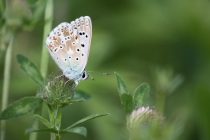 Modrásek vikvicový  - Polyommatus coridon , Josefovské louky, 30.7.2012