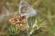 Modrásek vikvicový - Polyommatus coridon , Milovice, 26.7.2014 