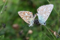 Modrásek vikvicový - Polyommatus coridon , Oškobrh, 11.9.2010 